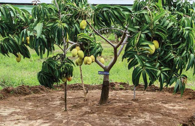 Infinity Agro Gallery 11